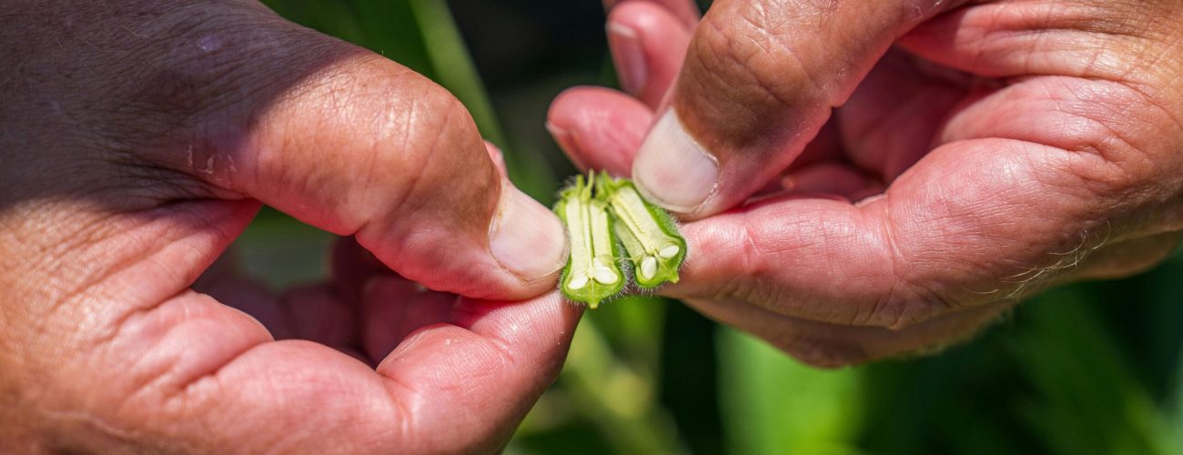 pexels-nc-farm-bureau-mark-33161248